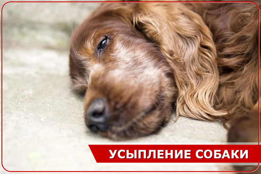 Усыпление собаки в Москве